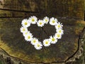 Top view. Heart shaped daisy flowers bouquet on wood background. Bellis perennis. Spring summer white flower.