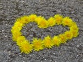 Top view. Heart shaped dandelion flowers bouquet on the road. Taraxacum. Royalty Free Stock Photo