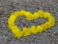 Top view. Heart shaped dandelion flowers bouquet on the road. Taraxacum.