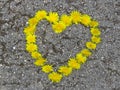 Top view. Heart shaped dandelion flowers bouquet on the road. Taraxacum.