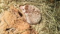 Top view hedgehog is sniffing intensively.