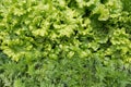 Top view of herbs with water drops: basil, salad, fennel Royalty Free Stock Photo