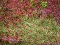 Top view of the hill  which is overgrown with grass  weeds and wild red ivy. Royalty Free Stock Photo