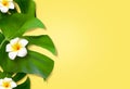 Top view of holiday travel beach with flower plumeria and monstera leaves on yellow background