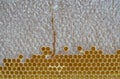 top view honeycomb with honey as a background