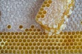 top view honeycomb with honey