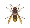 Top view of a Hornet, Vespa Crabro, isolated Royalty Free Stock Photo