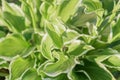 Top view of hosta plant with a bud. Siebold`s hosta Hosta sieboldiana. Evergreen plant Royalty Free Stock Photo