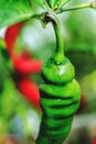 Top view of hot pepper in the growing period, green color. Chili peppers hanging in the green garden during summer or fall season Royalty Free Stock Photo