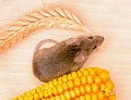 Top view of house mouse (Mus musculus) carrying wheat ear