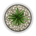 Top view of houseplant in glass vase on white