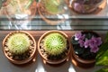Top view of houseplants - Mammillaria cactus, flowering Saintpaulia mini in terracota clay pot on windowsill at home