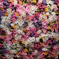 Top view of hundreds of colorful pink, white yellow flowers. Flowering flowers, a symbol of spring, new life