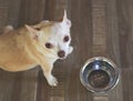 Hungry chihuahua dog sitting with empty dog food bowl, looking up asking for more food Royalty Free Stock Photo