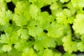 Top view of Hydroponic plants in vegetable garden farm in home. Selective focus on cilantro leafs in organic modern farm with copy Royalty Free Stock Photo