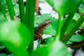 hylarana chalconota resting on pond Royalty Free Stock Photo