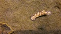 Top view of Hypselodoris Tryoni on the sandy bottom in Tulamben, Bali sea. Beautiful sea creature with blue and puprle color. A