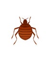 Top view illustration on bed bug cartoon bloodsucking insect design vector illustration isolated on white background