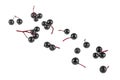 Top view image of black berries of elder isolated over white background. Elderberry fresh fruit. Royalty Free Stock Photo