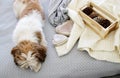 Top view image of cute shi tzu dog in the room. warm and cozy morning at home