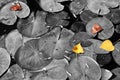 Top view image of fall leafs at pond , selective color