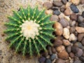 Golden Barrel Cactus Echinocactus grusonii Royalty Free Stock Photo