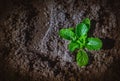 Top view image of Green vegetable in field Royalty Free Stock Photo