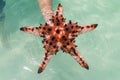 Top view image of Hand holding a red starfish from the blue water Royalty Free Stock Photo