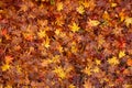 Top view image of a heap red and yellow maple leaves background Royalty Free Stock Photo