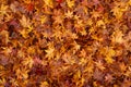 Top view image of a heap red and yellow maple leaves background Royalty Free Stock Photo
