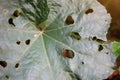 Top view image. Leaves that are bitten by insects. Textured surface. For background.