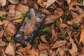 Top view of an image of leaves on a screen of a smartphone camouflaged on brown leaves on the ground