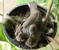 Top view image of mother bird and newborn birds in the plant pot Royalty Free Stock Photo