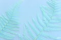 Top view image of pastel dry fiddlehead ferns over blue background .Flat lay