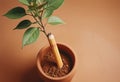 Top view image of pencil and tree concept. idea of education Royalty Free Stock Photo