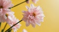 Top view image of pink flowers composition over yellow background. Royalty Free Stock Photo