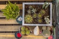 Top view image of pots with various types of cactus well defended