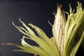 Corn Cob background Royalty Free Stock Photo