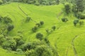 top view image of  step farming Royalty Free Stock Photo