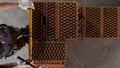 Top view of an industrial worker making wall with mortar and bricks, using hammer and level tool. Stock footage. Male Royalty Free Stock Photo