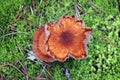 Top view of inedible mushrooms in green moss Royalty Free Stock Photo