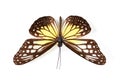 Top view, insect and butterfly in studio for taxidermy, art and decoration against a white background. Above, bug and