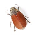 Top view, insect and closeup of beetle in studio for environment, zoology and fauna. Animal, natural and wildlife with