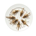 Top view of an insect dish. Asian cuisine Royalty Free Stock Photo