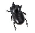 Top view, insect and rhinoceros beetle on a white background for wildlife, zoology and natural ecosystem. Animal mockup