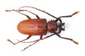 Top view, insect and titan beetle on a white background in studio for wildlife, zoology and natural ecosystem. Animal Royalty Free Stock Photo