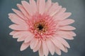 Inside details of beautiful pink gerbera flower