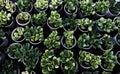 Top view inside garden of flower plant, many flora growing in green