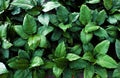 Top view inside garden of flower plant, many flora growing in green