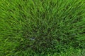 A top view of a irrigated field, texture and background. Green field background